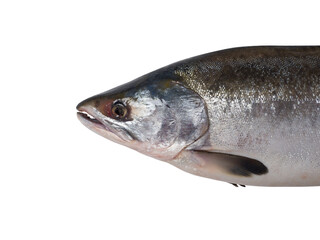 Fresh salmon fish on a white background. Studio photography. View from above