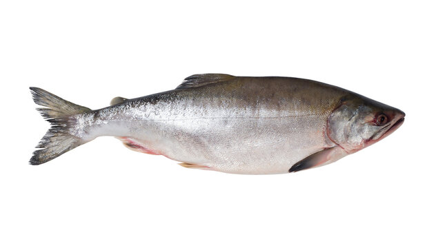 Fresh salmon fish on a white background. Studio photography. View from above