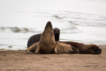 Fototapeta premium sea wolf 