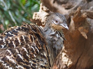 Dynamic vital Malleefowl with soft camouflaged plumage.