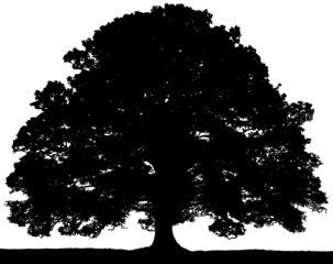 Illustration of a black vector summer tree isolated on a white background.