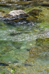 Fishing at a green river