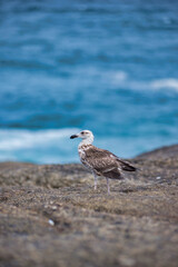 seagull on the beach