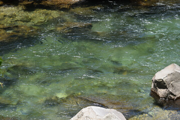 Fishing at a green river