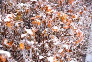 Orange dry leaves growing on a branch covered with ice on a winter day
