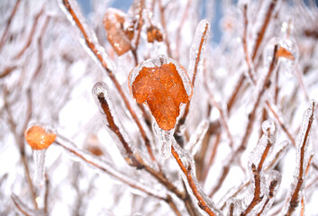 Brown dry leaves growing on a branch covered with ice on a winter day in russia.