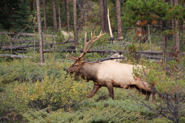 elk in park national park
