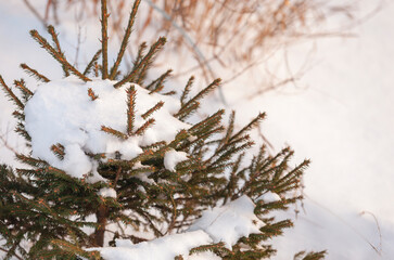 A small spruce covered with snow in the winter morning. Snow caps lie comfortably on the branches. Dry graceful blades of grass stick out from the snowdrift. Narrow focus, close-up.