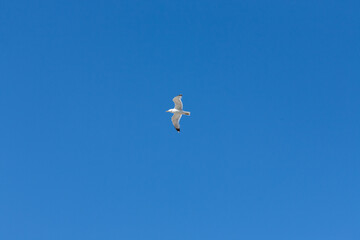 Seagull flying through vivid blue sky