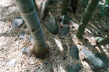 green bamboo roots