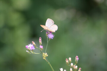 Nature of butterfly and flower in garden