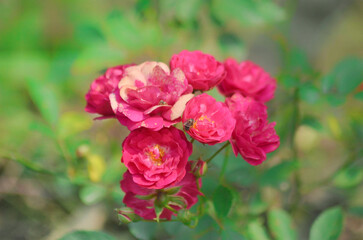 Bush of pink roses flowers on a light background on a sunny day.