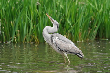 grey heron in the pond