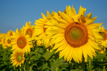 Blooming sunflower closeup. Yellow sunflower field. Agriculture.