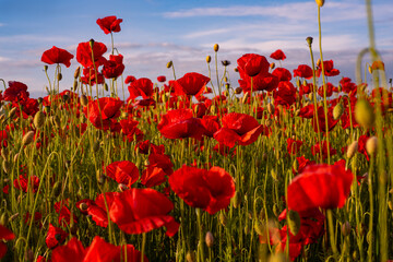 Obraz premium Red poppies. Poppy field in full bloom against sunlight. Remembrance day, Anzac Day. Poppy flower field. Summer and spring, poppy seed.