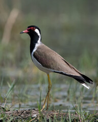Red-wattled Lapwing