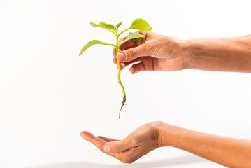 woman's hand holding planet with rooted plant, for in vegetable garden, earth day concept