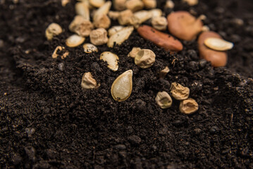variety of seeds on the ground, mother earth, garden concept