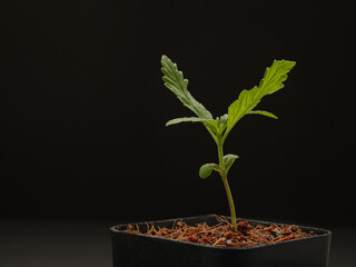 Cannabis seedling in a potted plant against a black background
