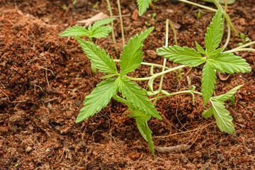 Close-up of cannabis sapling plant in a potted
