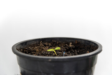 plant growing in pot, white background, gardening concept, earth day