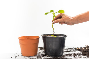 two pots and hand planting in one of them, gardening concept, earth day,