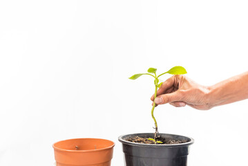 two pots and hand planting in one of them, gardening concept, earth day, space for copying, vertical