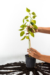  hands accommodating a green bell pepper growing in a pot, gardening concept, earth day, vertical