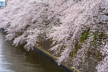 桜満開、春