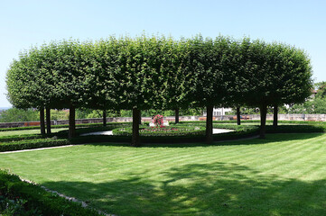 The beautifully trimmed trees form a continuous circle in the outdoor garden.