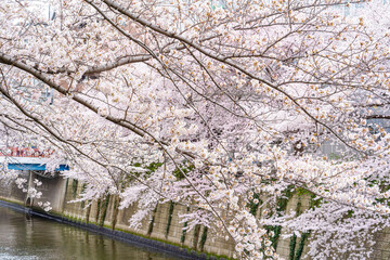 桜満開、春