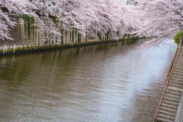 桜満開、春