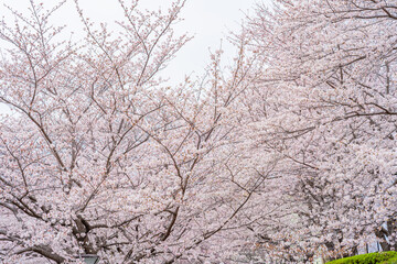 桜満開、春