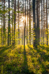 Fototapety na wymiar - Fototapeta24.pl