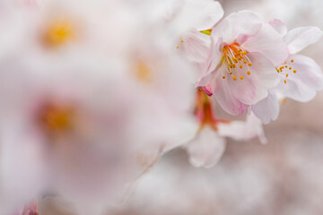 桜満開、春