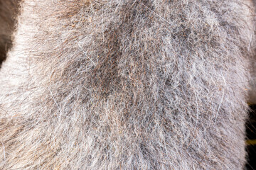 Light sheep wool, fur texture, light soft background, abstract natural surface pattern.