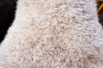 Light sheep wool, fur texture, light soft background, abstract natural surface pattern.