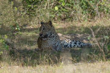 Panthera Paradus Kotiya (Sri Lanka Leopard), posing for the camera.