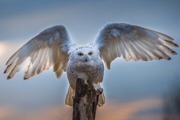 Snowy owl (Bubo scandiacus) spreads its wings as he takes off from a post to hunt in Quebec, Canada