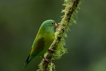 The orange-chinned parakeet (Brotogeris jugularis), also known as the Tovi parakeet, is a small mainly green parrot of the genus Brotogeris. It is found in Central America.