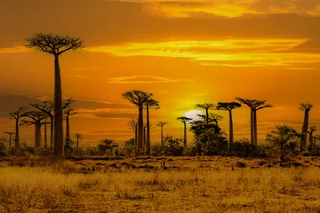 Rolgordijnen Beautiful Baobab trees at sunset at the avenue of the baobabs in Madagascar © vaclav