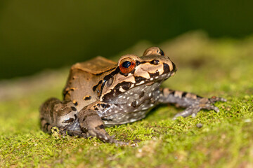 Triprion spinosus, also known as the spiny-headed tree frog, spiny-headed treefrog, spinyhead treefrog, coronated treefrog, and crowned hyla