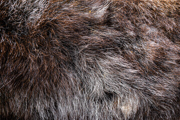 Dark sheep wool, fur texture, dark soft material background, abstract natural surface pattern.
