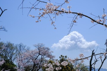 空と桜
