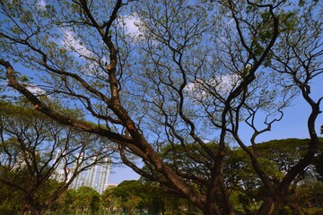 Fototapeta premium Park, architecture and cityscape in Thailand 