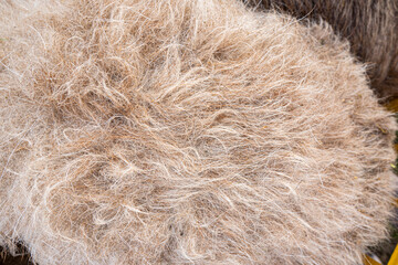 Light sheep wool, fur texture, light soft background, abstract natural surface pattern.
