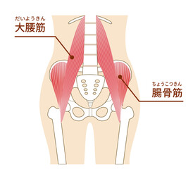 大腰筋と腸骨筋、腰方形筋のイラスト腹部の筋肉