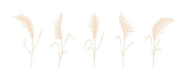Dry pampas grass collection. Set of cortaderia in boho style. Vector dried flowers isolated on white background. Trendy element design for wedding invitations, postcards, home interior. © KeronnArt