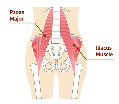 Illustration of psoas major and iliopsoas muscles of the abdomen