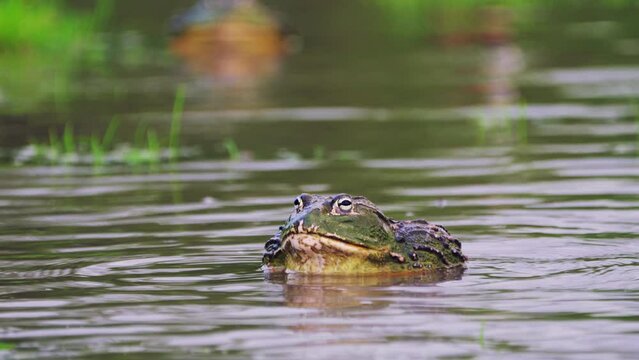 Big African Bullfrog Expanding Throat In A Puddle In Central Kalahari Game Reserve, Botswana. - Close up